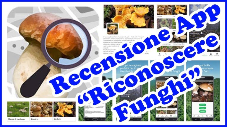 Scopri i segreti dei funghi con un'app gratuita di riconoscimento!
